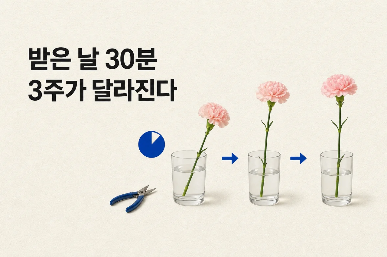 카네이션 오래 보관하는 방법: 받은 날 30분이 3주를 결정합니다 대표 이미지